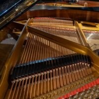 Petrov V European Baby Grand
